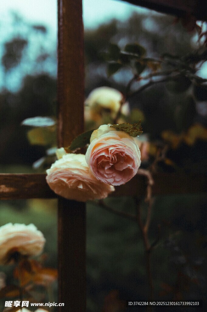 娇艳绽放的粉色玫瑰花