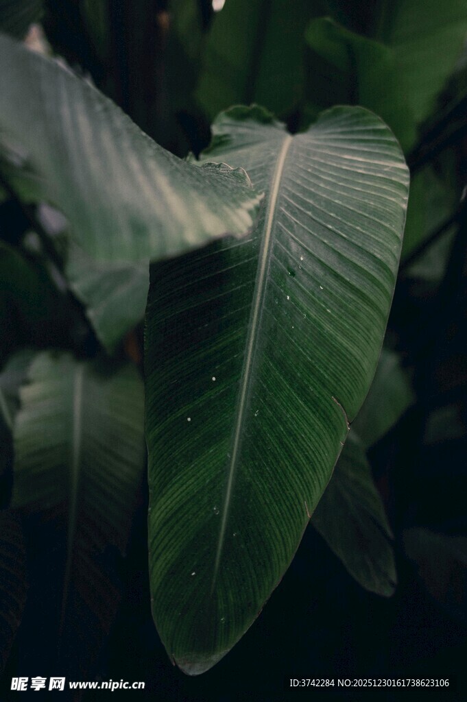 翠绿芭蕉叶特写