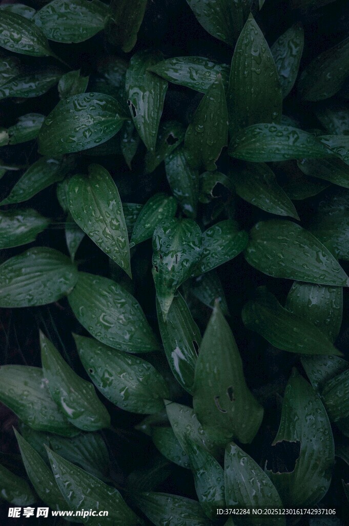 翠绿叶片上的晶莹水珠