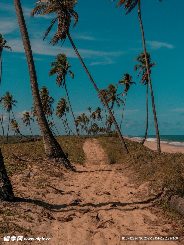 热带海滩风光的沙路与椰树