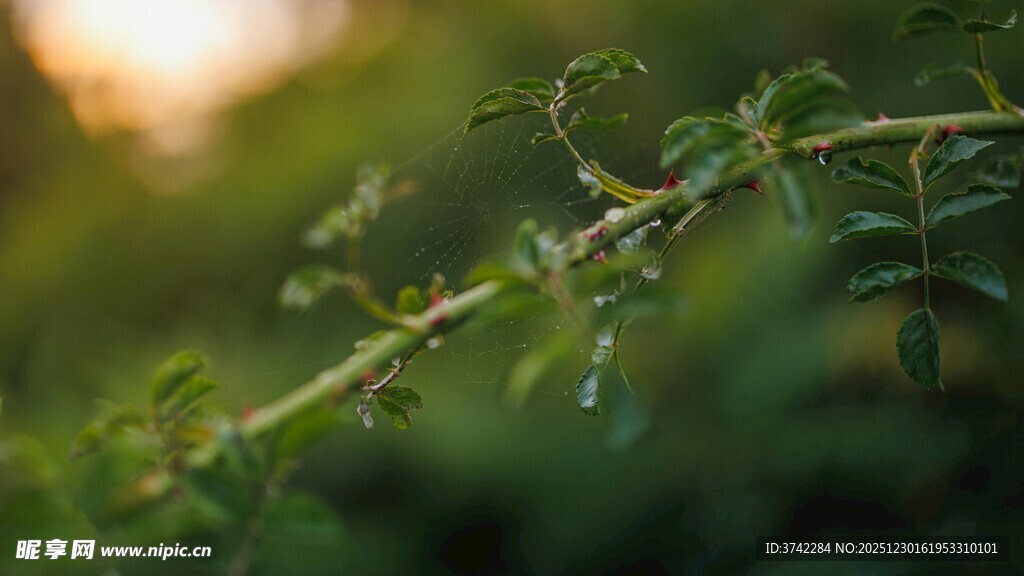 阳光下的翠绿植物枝丫