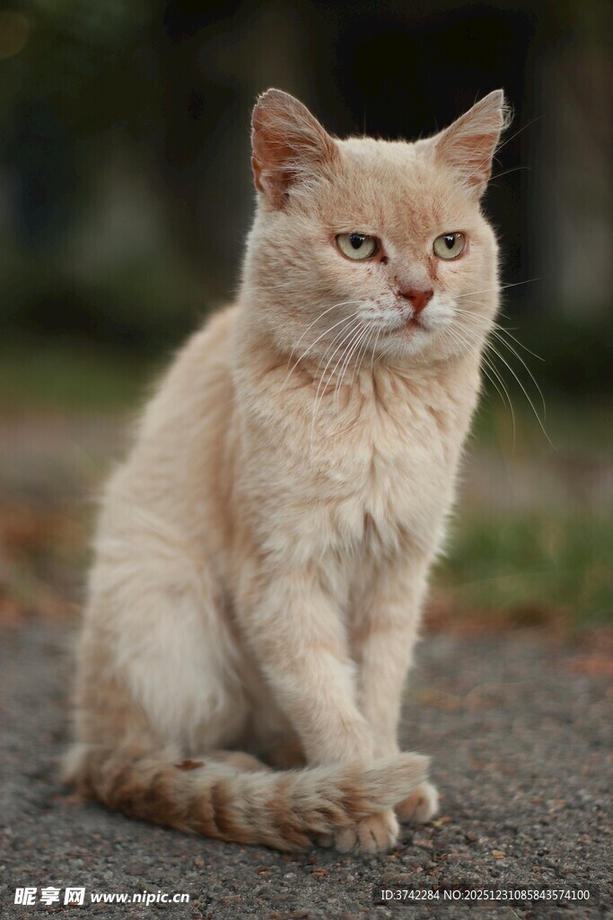 浅色猫咪户外安静蹲坐