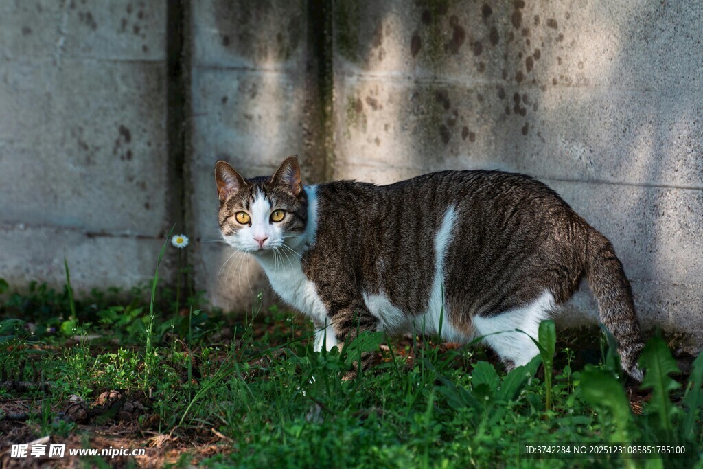 草地上的花色猫咪