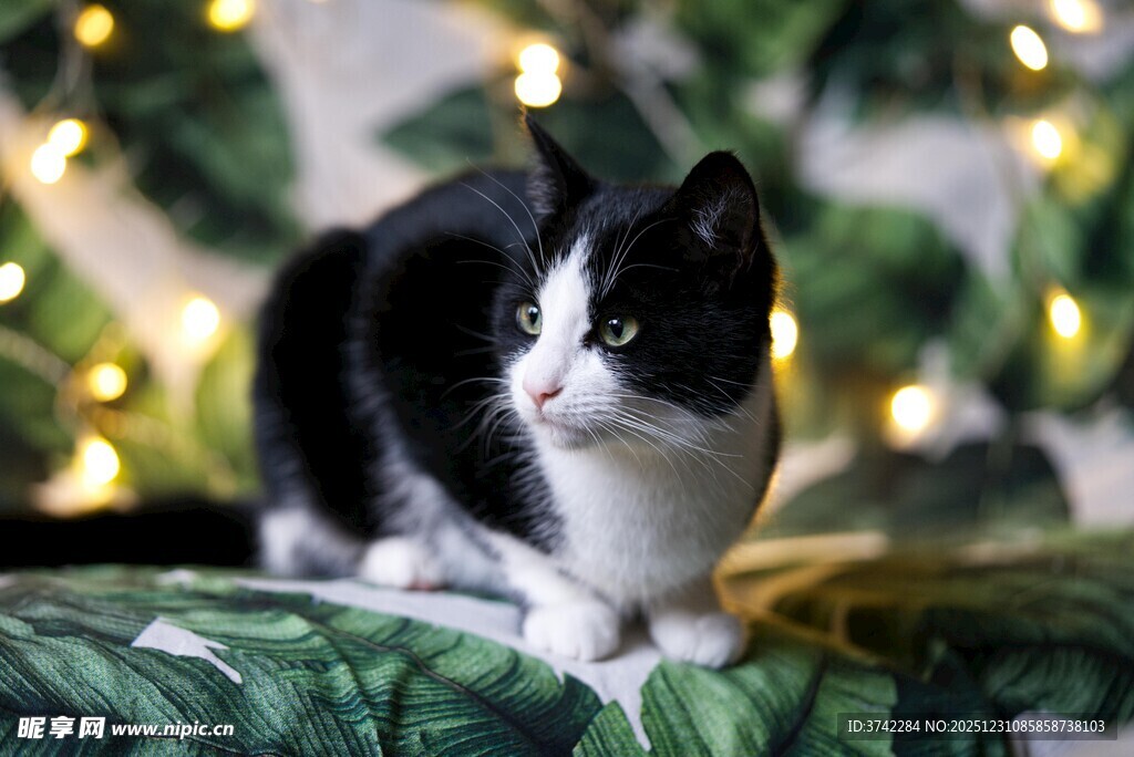 黑白猫咪坐于绿植背景前