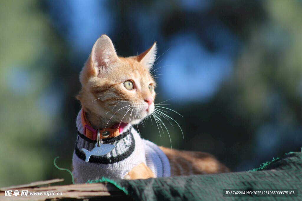 穿背心的可爱猫咪