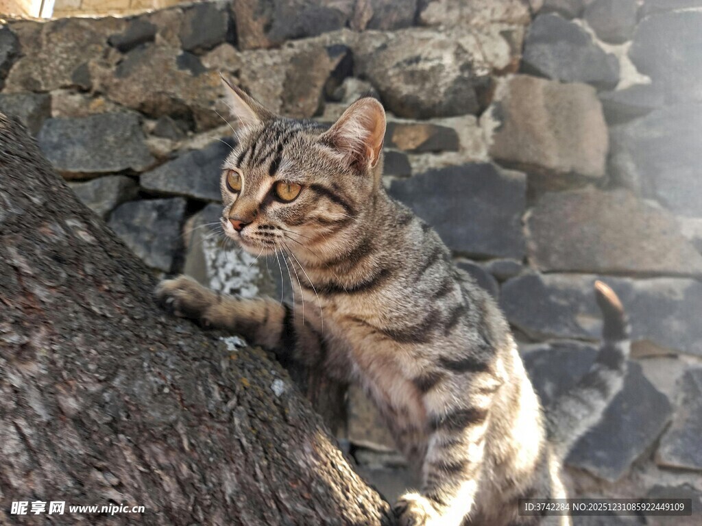 石墙边的斑纹猫咪