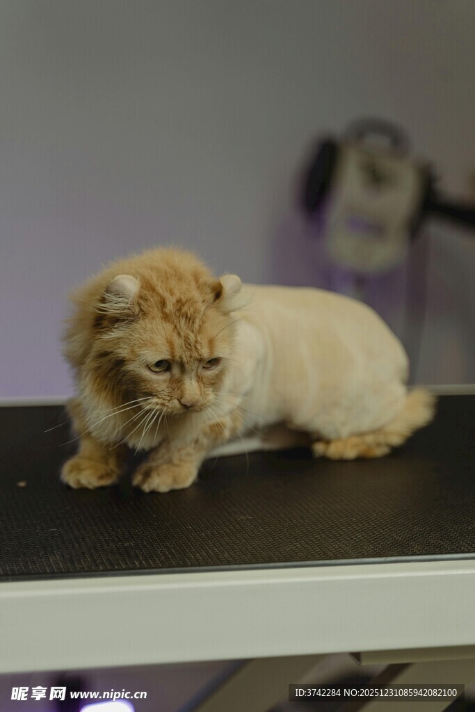 可爱小狮子摆件