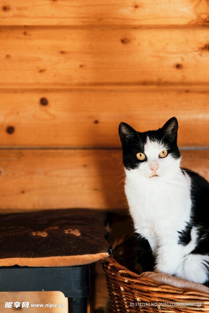 黑白猫咪坐于藤篮中