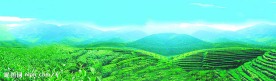安溪茶山