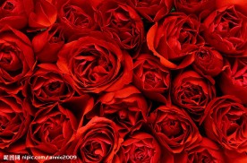 玫瑰花海
