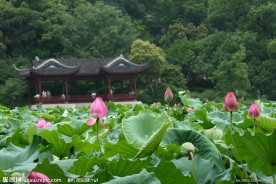 西湖荷花