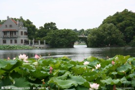 西湖荷花