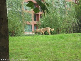 海逸半岛小区外的狗狗