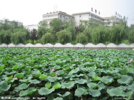 房山区良乡刺猬河荷叶风景