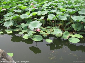 房山区良乡刺猬河荷叶风景