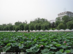 房山区良乡刺猬河荷叶风景