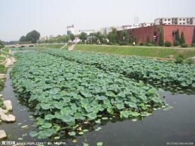 房山区良乡刺猬河荷叶风景