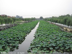 房山区良乡刺猬河荷叶风景