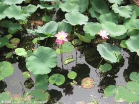 房山区良乡刺猬河荷叶风景