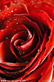 红玫瑰水珠水滴