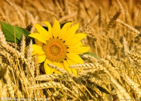 金色麦田向日葵