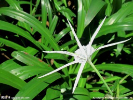蜘蛛兰