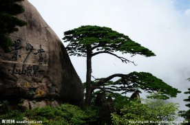 黄山迎客松