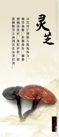 灵芝 中医展板