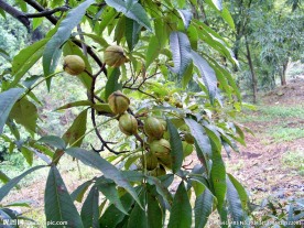 山核桃