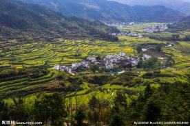 江岭梯田油菜花