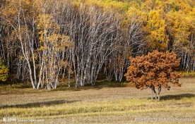 白桦林秋色