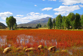 四川稻城亚丁红草地