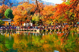 苏州天平山枫叶