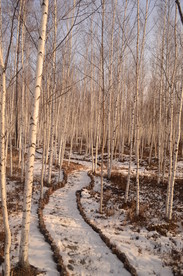 漠河县白桦林