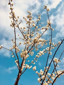 千里落雪樱花醉
