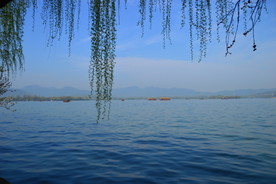 杭州西湖垂柳