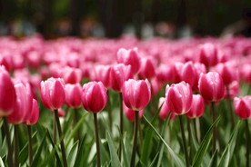 郁金香风景 壁纸 人物 动物桌