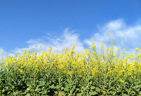 油菜花