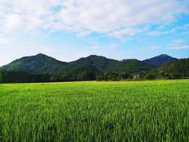 稻田