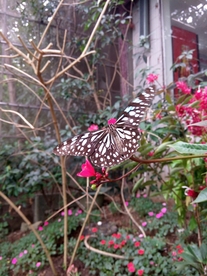 停止在花朵上黑白斑纹的蝴蝶