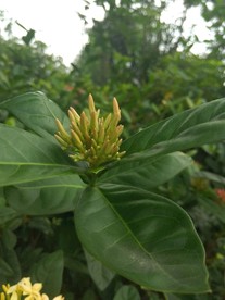 黄色山茶花花蕾