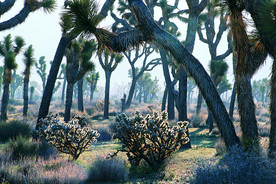 现实中的梦幻世界