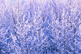 植物园 大树 原始森林 自然风