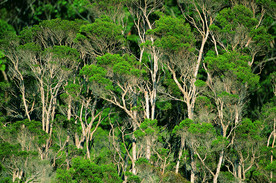 阳光 生态 植物  蓝天 山水