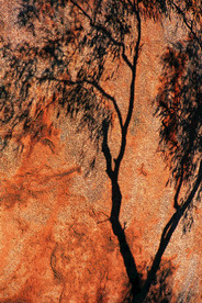 阳光 生态 植物  蓝天 山水