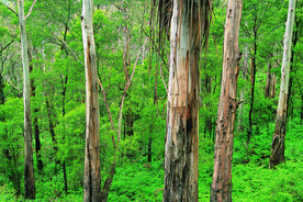 阳光 生态 植物  蓝天 山水