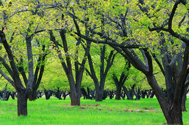 阳光 生态 植物  蓝天 山水