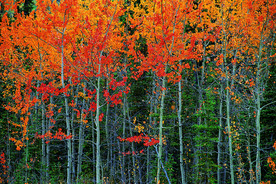 阳光 生态 植物  蓝天 山水