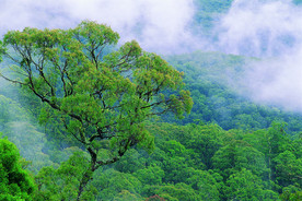 阳光 生态 植物  蓝天 山水