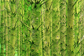 阳光 生态 植物  蓝天 山水
